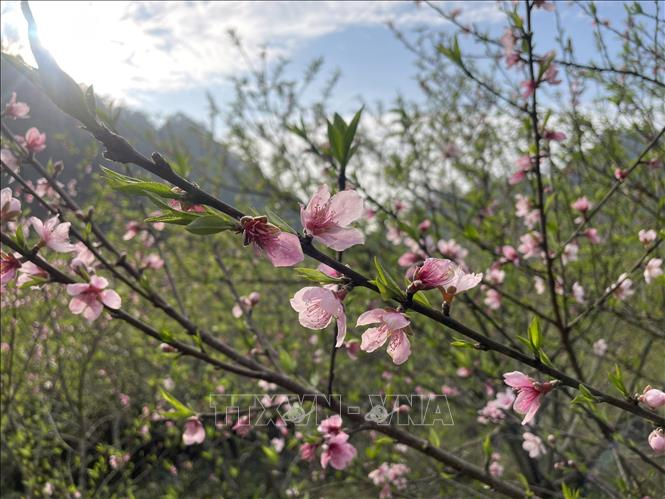 Xuân bao dung trong cảm xúc đong đầy